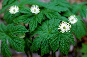 Goldenseal.jpg Goldenseal.jpg