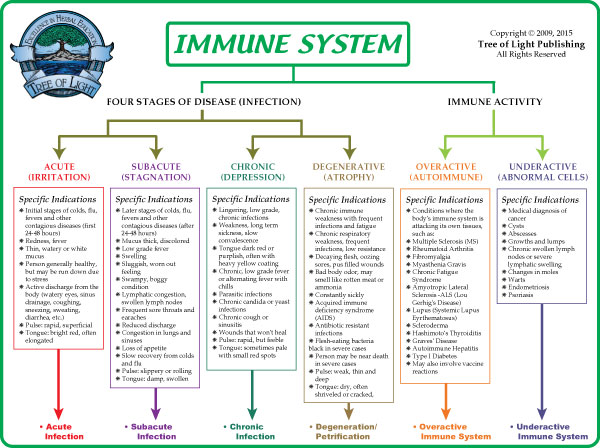 Immune System Cell Types Chart