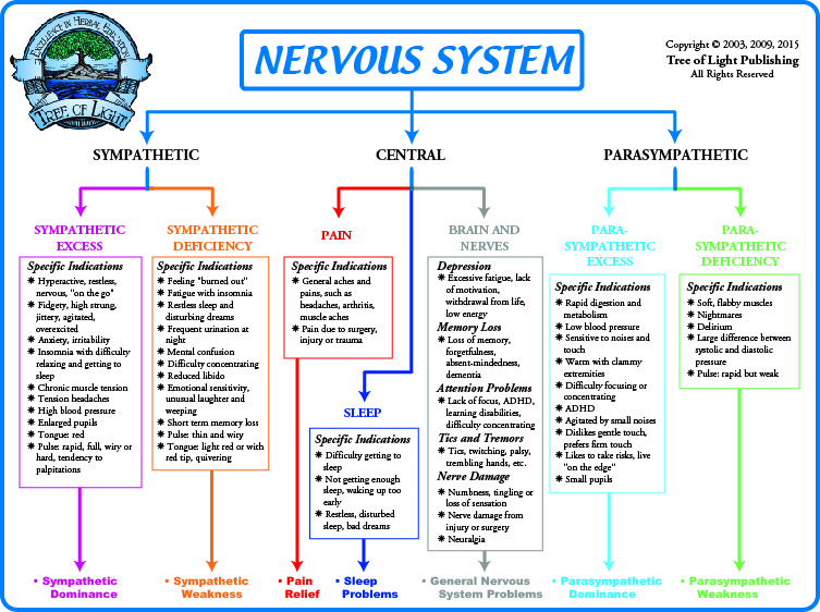 Parasympathetic Nervous System Chart