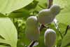 Paw Paw - Cancer fighting plant